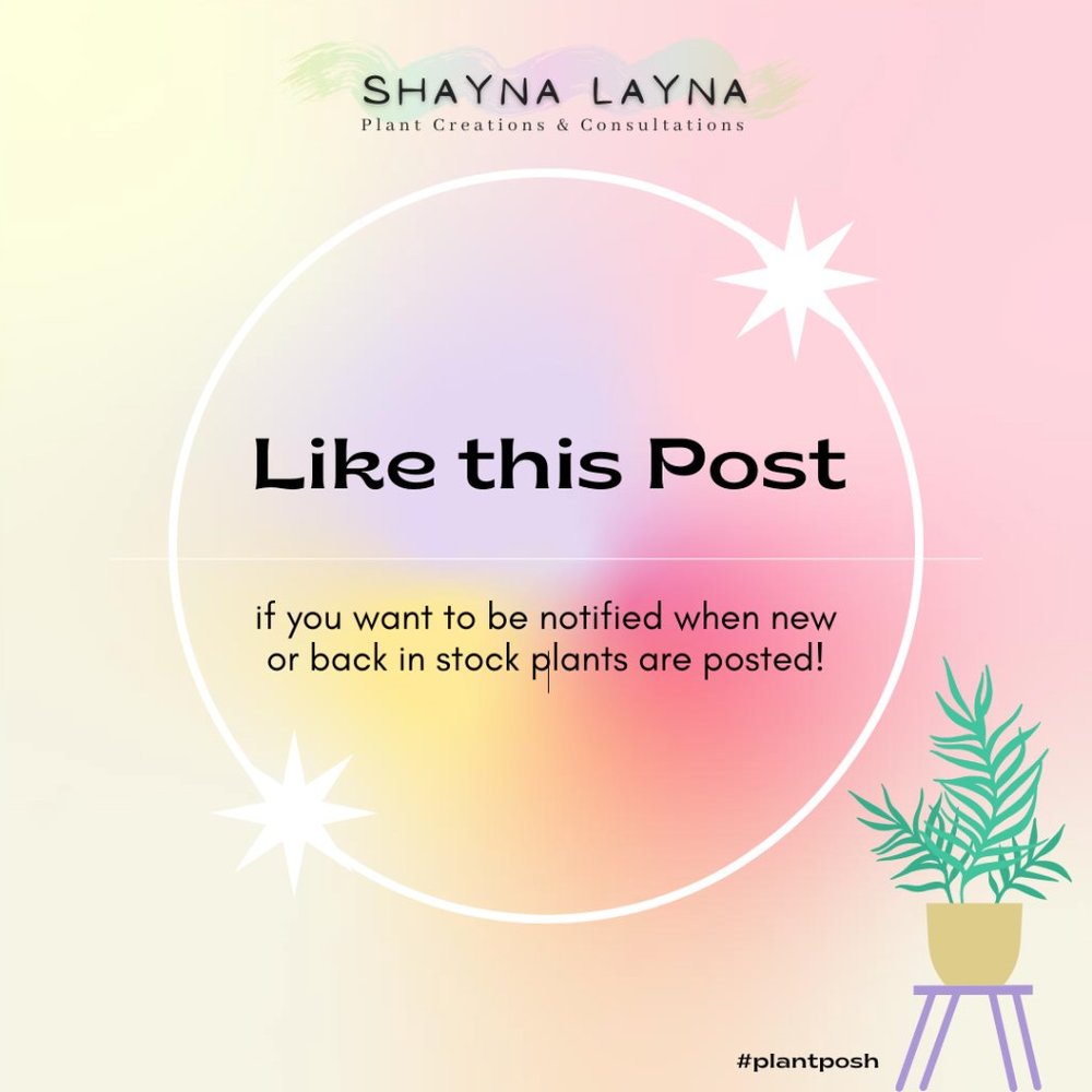 NEW PLANT ALERT!!!